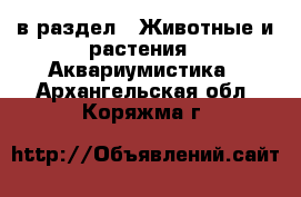  в раздел : Животные и растения » Аквариумистика . Архангельская обл.,Коряжма г.